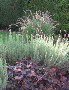 Heuchera, Pennisetum and Lavender